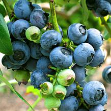 Van Zyverden Patio Gardening Blueberry Bluecrop Kit