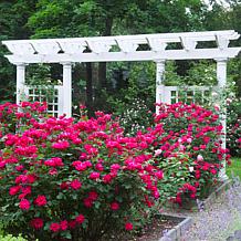 Van Zyverden Patio Gardening Double Knock Out Rose Kit