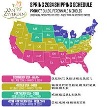 Van Zyverden Premium Bareroot Grape Vine Pinot Gris 1 Plant