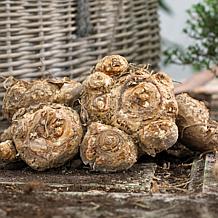 Van Zyverden Premium Callas Captain Fuego Set of 3 Bulbs