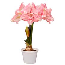 Van Zyverden Premium Fast Track Amaryllis Double Time Set of 1 Bulb