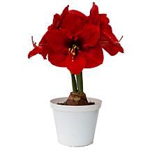 Van Zyverden Premium Fast Track Amaryllis Hypersonic Set of 1 Bulb