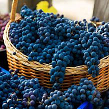 Van Zyverden Premium Grafted Bareroot Grape Vine Pinot Noir, One Plant