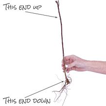 Van Zyverden Raspberry Latham Red Set of 1 Plant