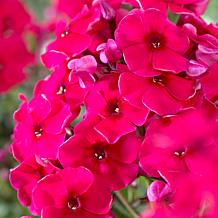 Van Zyverden Red Riding Hood Tall Phlox Paniculata - Set of 5 Roots