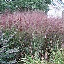 Van Zyverden Red Switch Ornamental Grass (1) 3.25" Dormant Plant