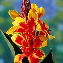 Van Zyverden Reine Charlotte Cannas - Set of 5 Bulbs