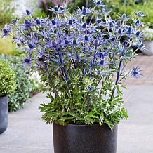 Van Zyverden Sea Holly Jos Eijking Set of 3 Roots