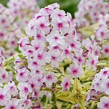 Van Zyverden Tall Phlox Nora Leigh Set of 3 Roots
