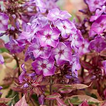 Van Zyverden Tall Phlox Olympus Set of 3 Roots