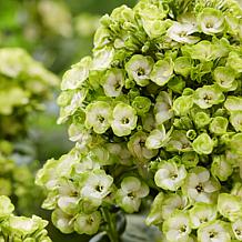 Van Zyverden Tall Phlox Orchid Green Set of 5 Roots
