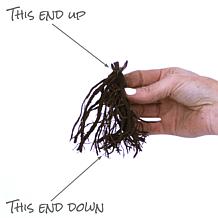 Van Zyverden Tall Phlox Paniculata Cleopatra Set of 5 Roots