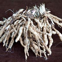 Van Zyverden Tall Phlox Paniculata Cleopatra Set of 5 Roots