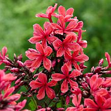 Van Zyverden Tall Phlox Paniculata Cleopatra Set of 9 Roots
