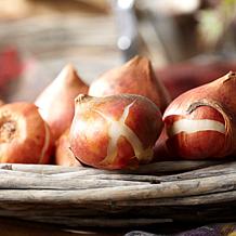 Van Zyverden Tulips Extended Bloom Crimson Noir Mix Set of 25 Bulbs