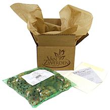 Van Zyverden Tulips Ivory Floradale, Set of 12 Bulbs
