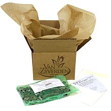 Van Zyverden Wind Flowers Anemones Darkest Blue 10 Bulbs