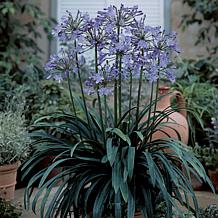VanZyverden Agapanthus Blue Roots 3-Pack
