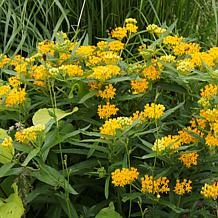 VanZyverden Asclepias Save The Monarchs Oasis Set of 11 Roots