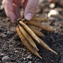 VanZyverden Astilbe Erika Roots 5-Pack