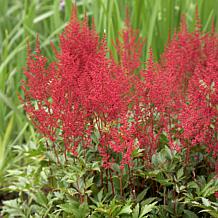 VanZyverden Astilbe Red Sentinel Roots 5-Pack