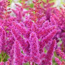 VanZyverden Astilbe Visions® Roots 5-Pack