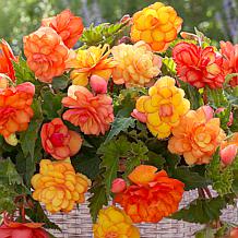 VanZyverden Begonia Patio Kit w/ Planter, Planting Medium and Bulbs