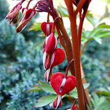 VanZyverden Bleeding Hearts Valentine® Roots 2-Pack