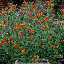 VanZyverden Butterfly Milkweed Kit w/ Planter, Planting Medium & Roots