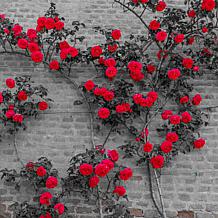 VanZyverden Climbing Rose CL Blaze - 1 Root Stock