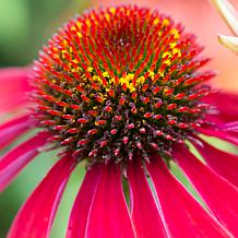 VanZyverden Echinacea Cheyenne Spirit - Set of 5 Roots