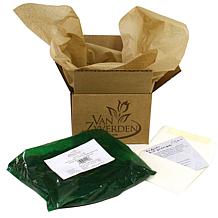 VanZyverden Echinacea Fatal Attraction - Set of 3 Roots