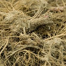 VanZyverden Echinacea Green Twister - Set of 3 Roots