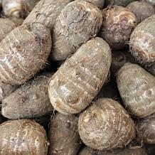 VanZyverden Elephant Ear Kit w/ Planter, Planting Medium and Bulb