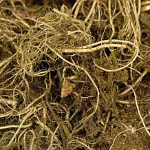 VanZyverden Heuchera Firefly Roots 5-Pack