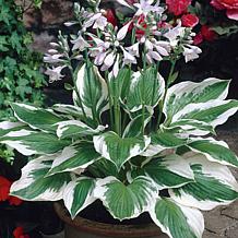 VanZyverden Hosta Patriot - Set of 3 Roots