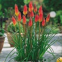 VanZyverden Red Hot Poker Kit w/ Planter, Planting Medium and Root
