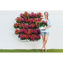 WallyGrow Eco Mountable Wall Planters - 3-pack