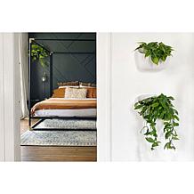 WallyGrow Eco Mountable Wall Planters - 3-pack