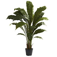 3.5 Ft. Birdsnest Plant