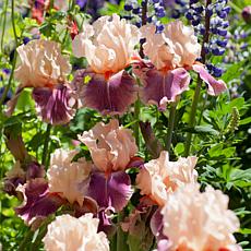 Bearded Iris Cherry Blossom Song Set of 3 Roots