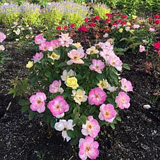 Bloomin' Easy® Rosa Peach Lemonade™ 4" Potted Rocketliners®