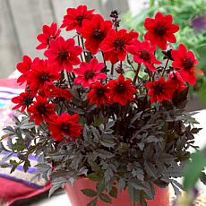 Container Dahlias Pulp Fiction Set of 3 Bulbs
