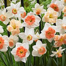 Daffodils Pink Mixture Set of 50 Bulbs