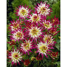 Dahlias Hayley Jane Set of 5 Bulbs