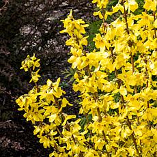 Forsythia Magical® Gold 4" Potted Rocketliners® Set of 3 Plants