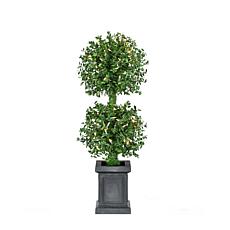 Fraser Hill Farm 3-Ft. Boxwood 2-Ball Topiary with Black Pot and Wa...