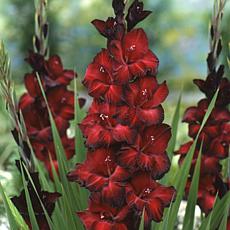 Gladiolus Large Flowering Black Beauty Set of 12 Bulbs