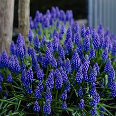 Grape Hyacinth Collection Set of 100 Bulbs