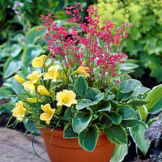 Perennial Patio Container Collection Set of 3 Roots